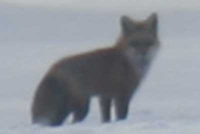 fox-close
